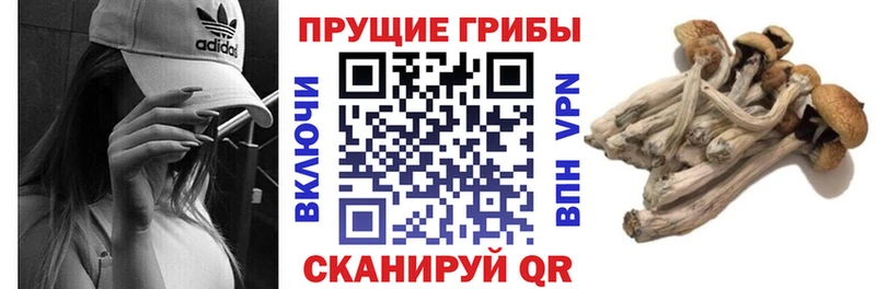 Псилоцибиновые грибы мицелий  darknet формула  Унеча 